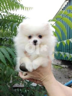 Pomeranian