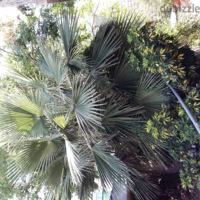 Palm tree for sale