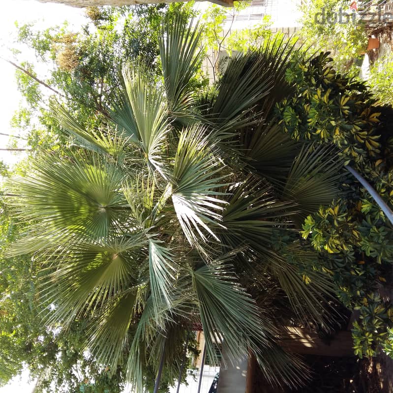 Palm tree for sale 3