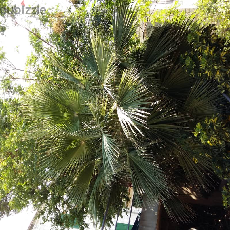 Palm tree for sale 4