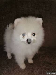 SpitZ Pomeranian LouLou PupPies now Available dog كلاب 0