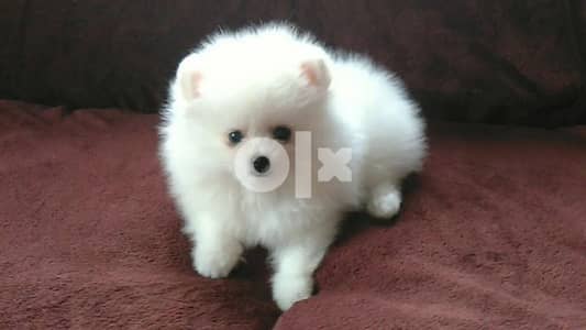 Spitz Pomeranian Puppies Small Size Available - كلب كلاب dog