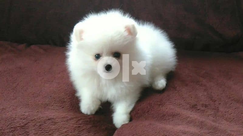 Spitz Pomeranian Puppies Small Size Available - كلب كلاب dog 0