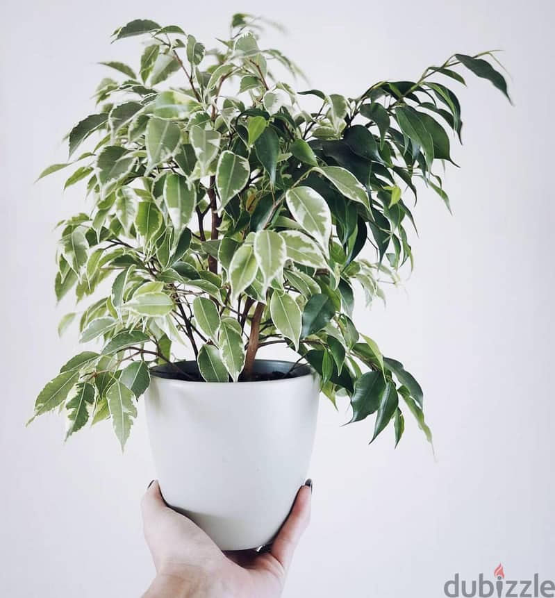 Variegated Ficus benjamina 0