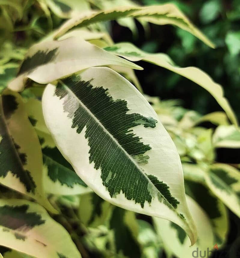 Variegated Ficus benjamina 1