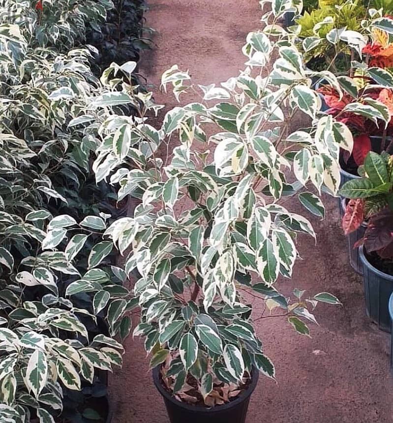 Variegated Ficus benjamina 2