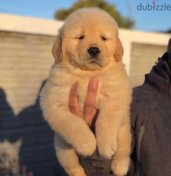 Golden retriever puppy 0