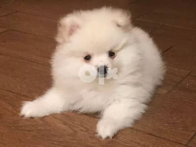 Amazing LouLou Pomeranian SpitZ PuppieS Dog كلاب