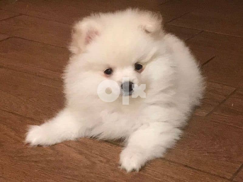 Amazing LouLou Pomeranian SpitZ PuppieS Dog كلاب 0