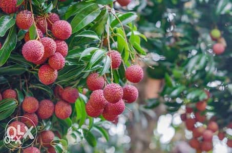 Litchi plant نبات ليتشي blueberry