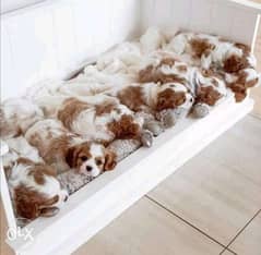 Cavalier puppies available