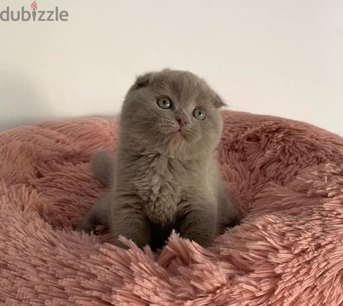 Scottish Fold 0