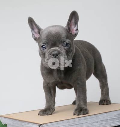 French bulldog blue