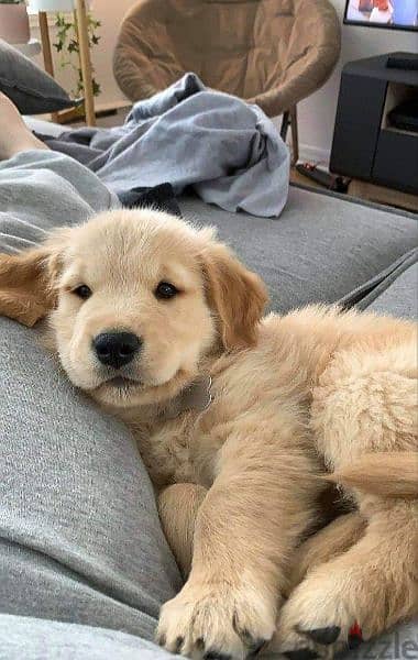 Golden Retriever Golden puppy/ dog كلاب