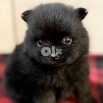 Loulou spitz black smallest Dog Puppy