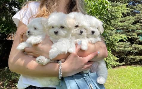 Maltese teacup