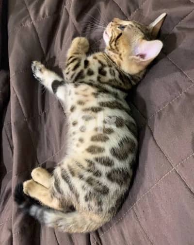 bengal