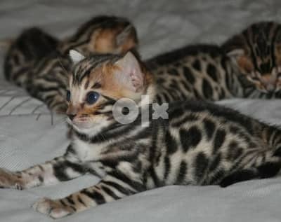 bengal