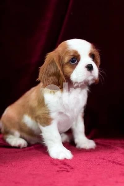 Cavalier King Charles ADORABLE imported