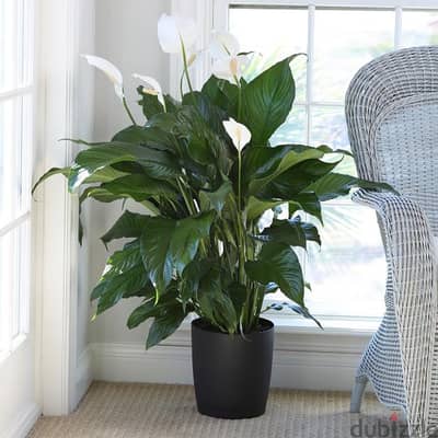 Big size Peace lily spathiphyllum