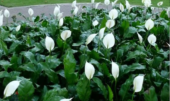 Big size Peace lily spathiphyllum 1