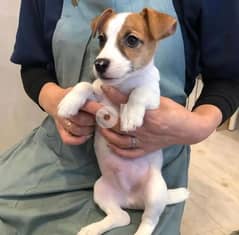 jack Russell Puppies Available in Shop/ Delivery Dog / كلاب 0