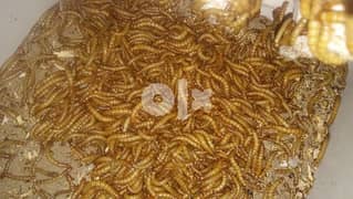 Fresh mealworms دود قبابي حي