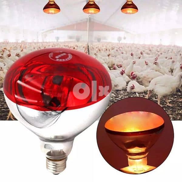 heating lamp لمبة حضانه للتدفئة 3