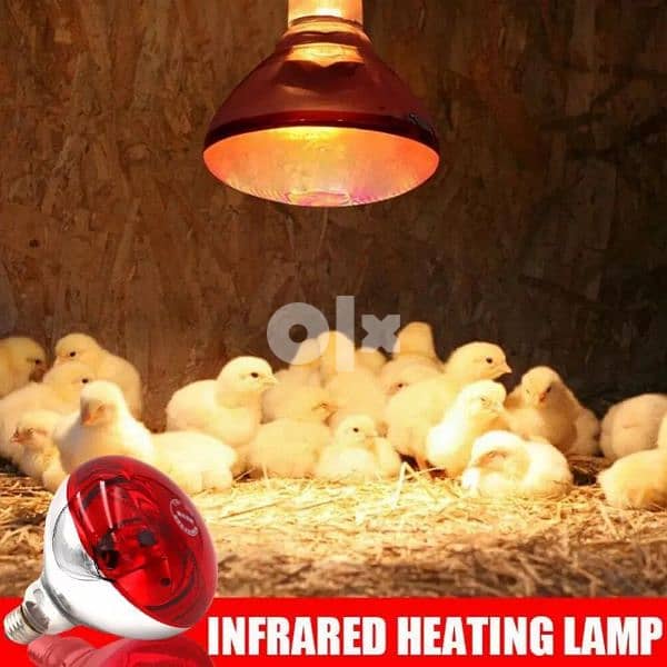 heating lamp لمبة حضانه للتدفئة 4