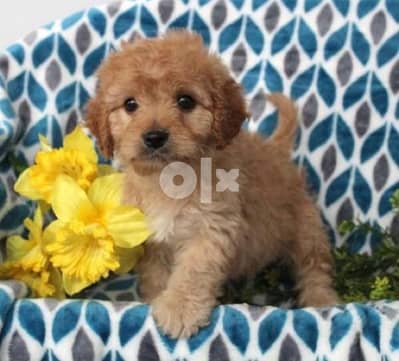 Cavapoo Imported Beauty