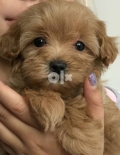 Maltipoo