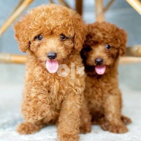 Golden shop toy poodle