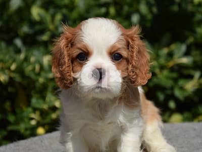 Cavalier king charles puppy imported  delivery