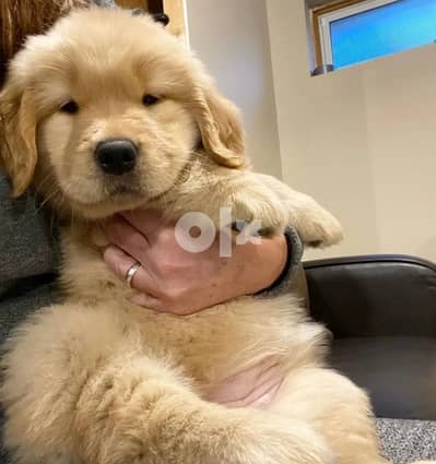 Golden retriever puppy