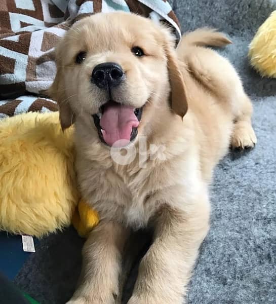 Golden retriever puppy 1