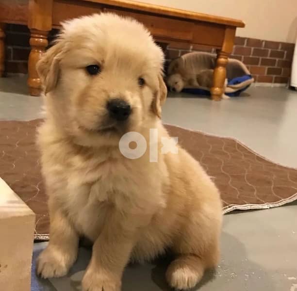 Golden retriever puppy 2