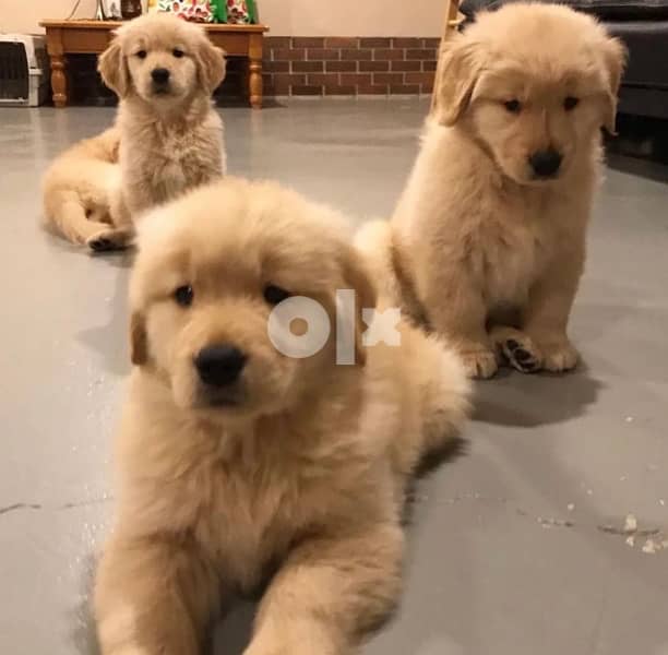 Golden retriever puppy 3