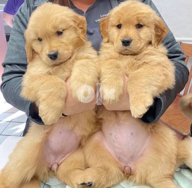 Golden retriever puppy 4