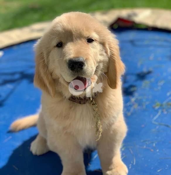 Golden retriever puppy 5