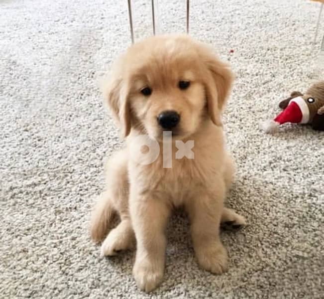 Golden retriever puppy 6