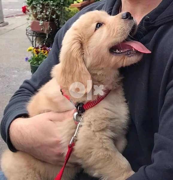 Golden retriever puppy 7