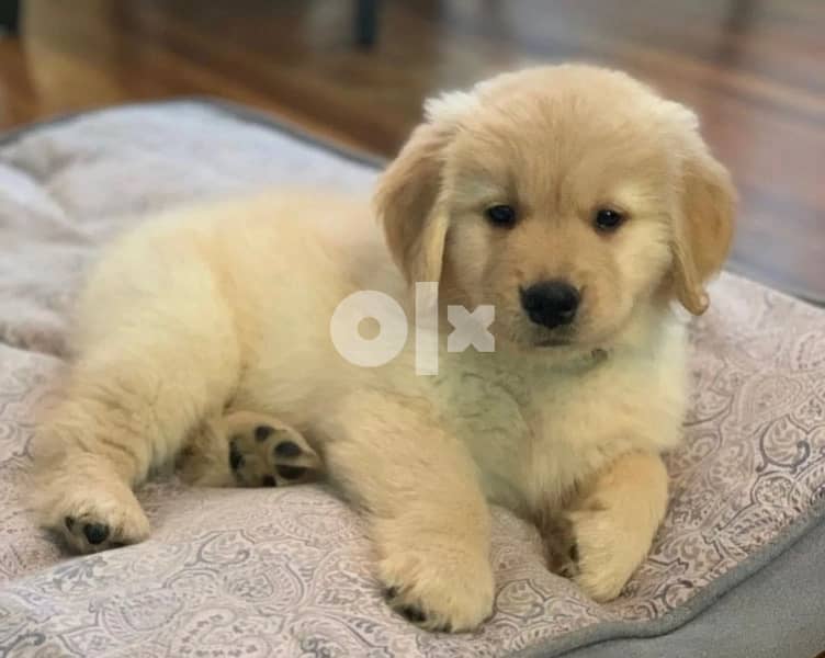 Golden retriever puppy 8