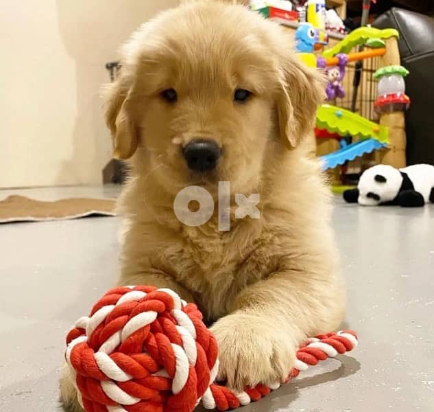 Golden retriever puppy 9