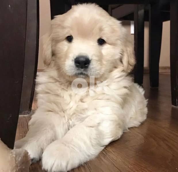 Golden retriever puppy 10