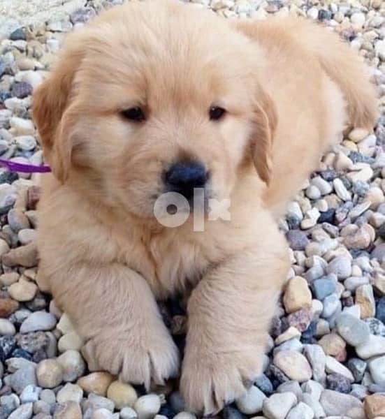 Golden retriever puppy 11