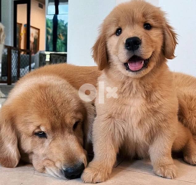 Golden retriever puppy 12