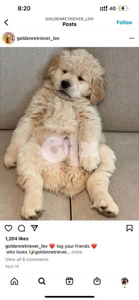 Golden retriever puppy 13