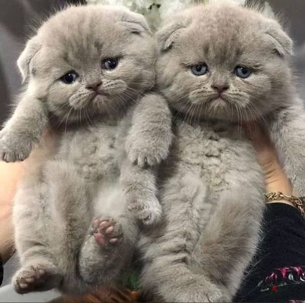 Scottish Fold 0