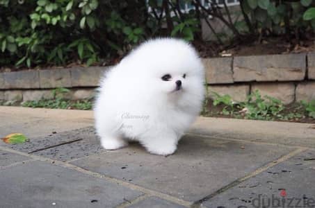 Pomeranian teacup