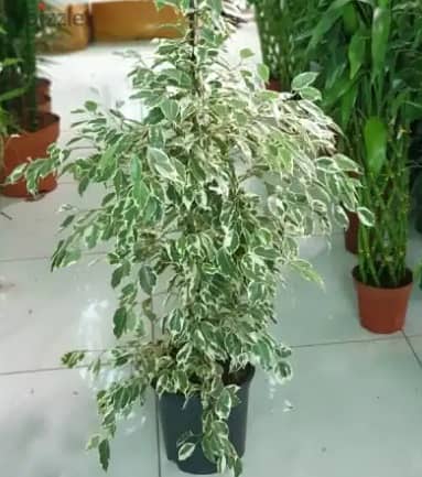 Variegated ficus